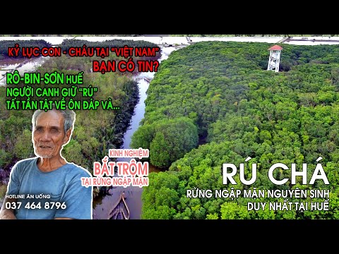 Video 35 NĂM SỐNG TẠI RỪNG NGẬP MẶN RÚ CHÁ | DUY NHẤT TẠI... - youtube