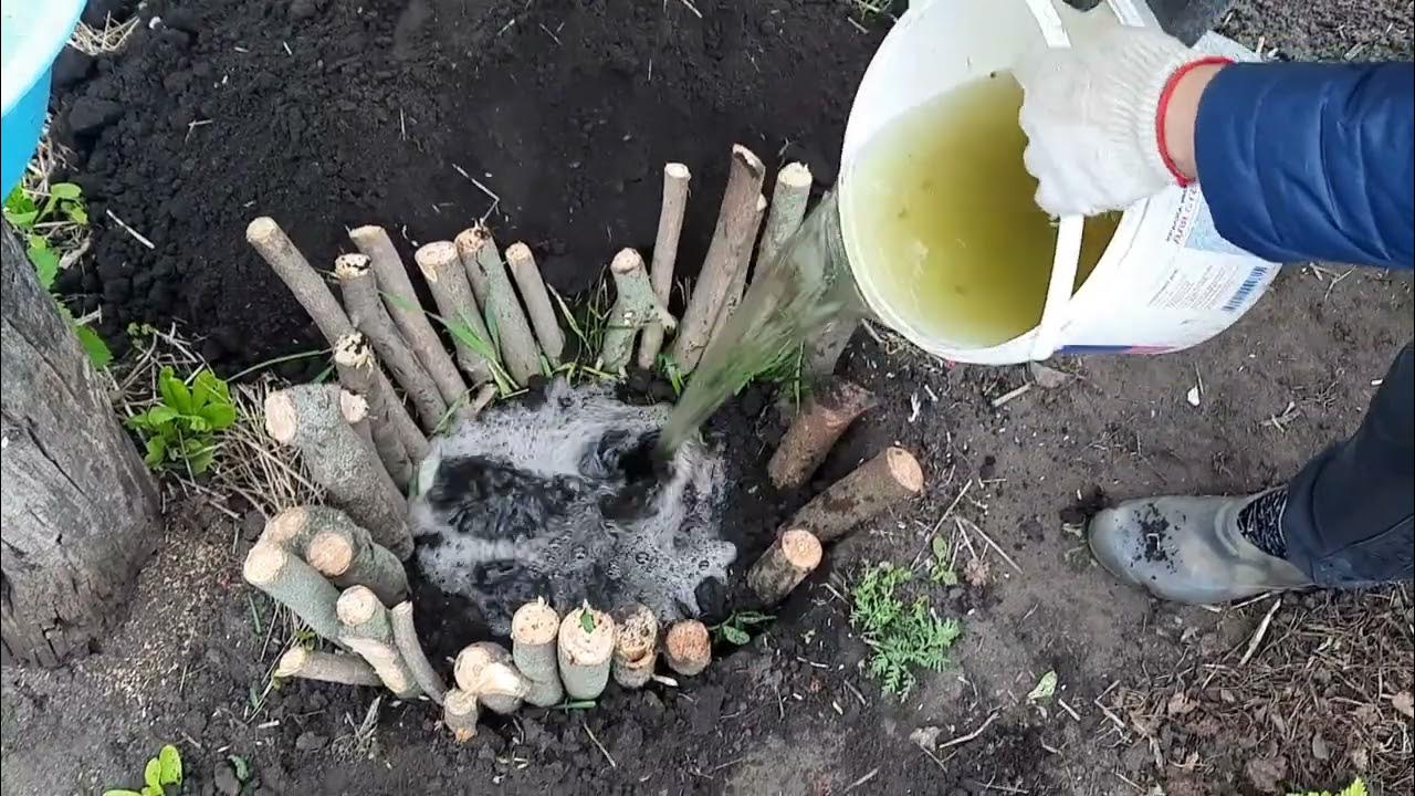 Посадка роз весной в открытый грунт. Корневая шейка плетистой розы. Пересадка весной. Жасмин кустарник выкорчевать. Посадка роз осенью в открытый грунт.