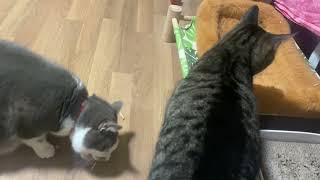 Cats and yummy chicken / cats reaction to tons of chicken by JOANNA AUD 146 views 2 months ago 1 minute, 15 seconds