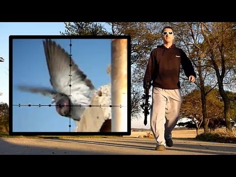 Pigeon Hunting Slow-Motion (Nov 4, 2010)