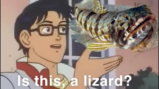 REPTILE OR FISH INSHORE LIZARDFISH FACTS
