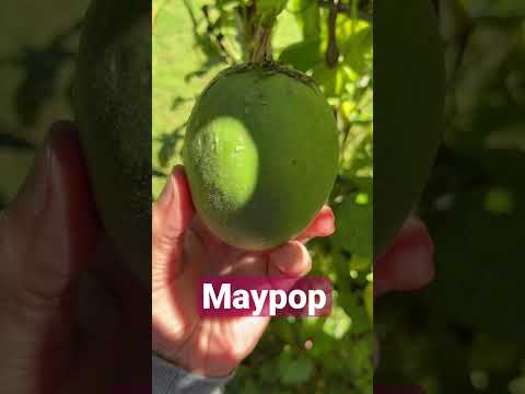 Video: Za što se koristi maypop?