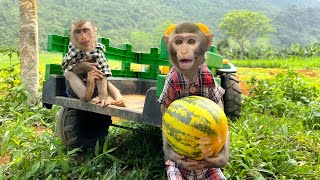 Bim Bim and Obi eat cobra melon deliciously by Baby Monkey Animal 15,965 views 2 days ago 5 minutes, 43 seconds