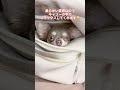 Giipet-🐶🐱ペット用バックパック #ペット #ペット用品 #猫 #猫のいる暮らし #犬と暮らす #犬 #猫がいる幸せ