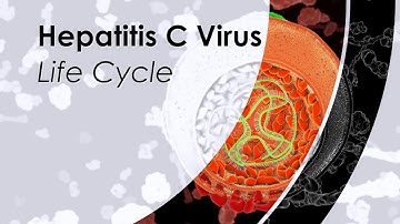 Hepatitis C Virus Life Cycle