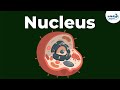 Nucleus | Cell | Don't Memorise