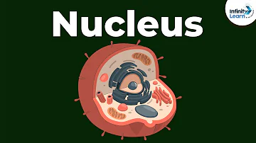 What are nucleons short answer?