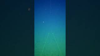Squid attack! Underwater camera gets ‘inked’ as scientists search for marine life around a volcano.