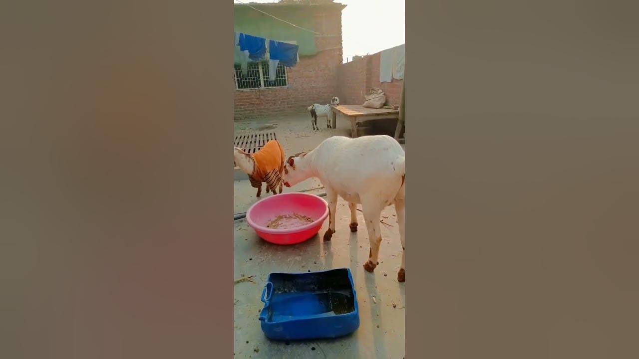 hamza-goat-farm-new-video-viralvideo-subscribe-likeforlike-comments