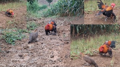 Gà rừng mái gọi trống cực hay.poj qaib qus xeev lau dhias ceev tiag tiag 