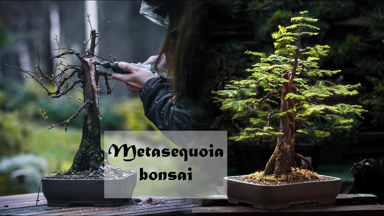 Metasequoia bonsai. First time carving. Spring and summertime with family