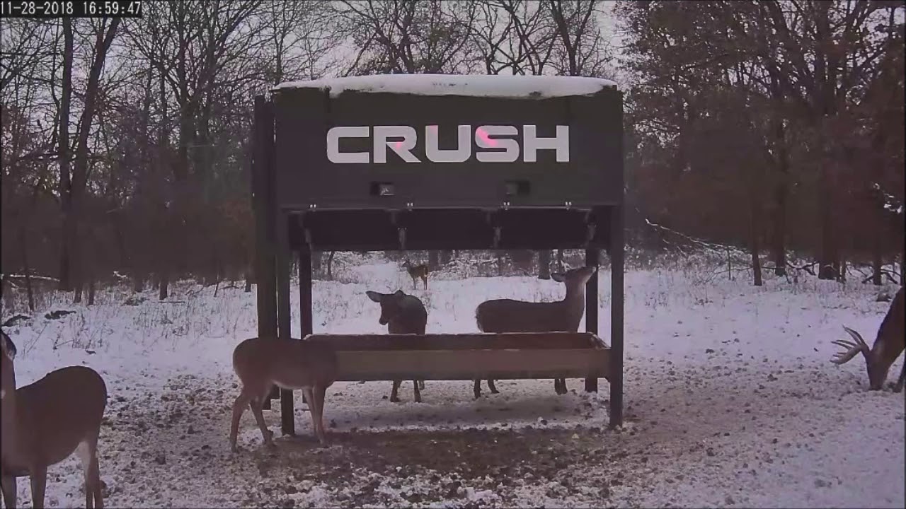 2018/11/28 323b The Bucks of the Crush Live Deer Cam YouTube