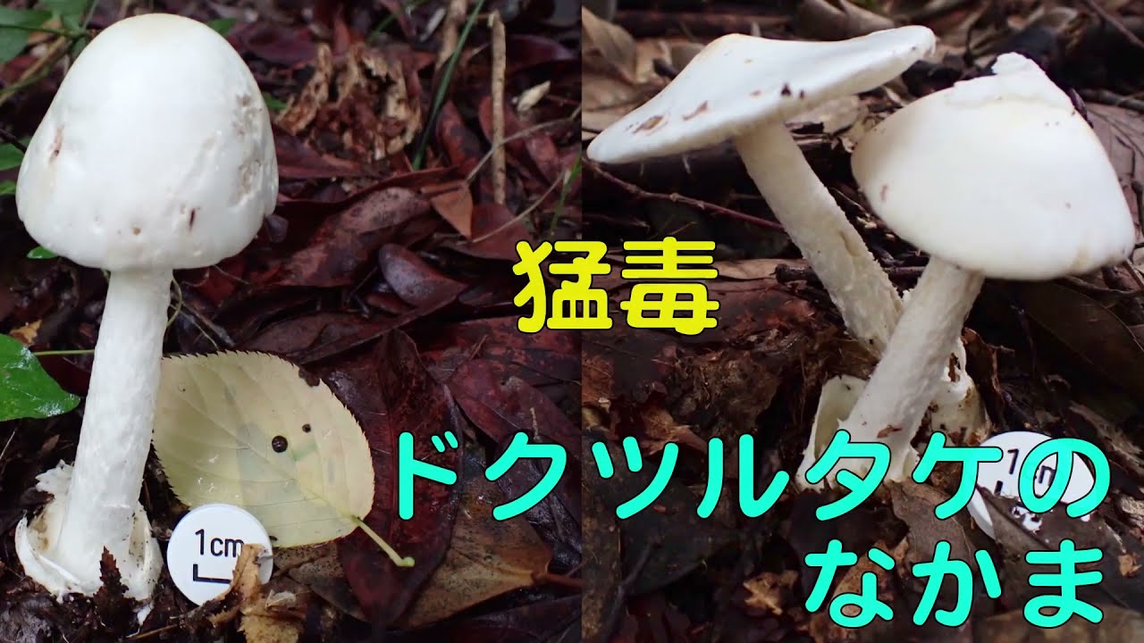 食べられない代表的な毒キノコ図鑑 - YouTube