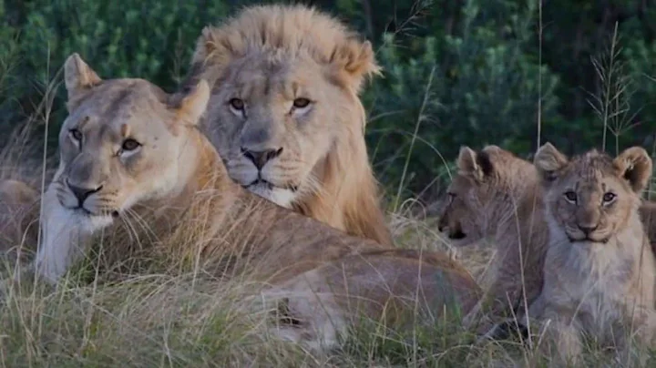 Suspected rhino poacher killed by elephant then eaten by lions in South Africa, authorities say