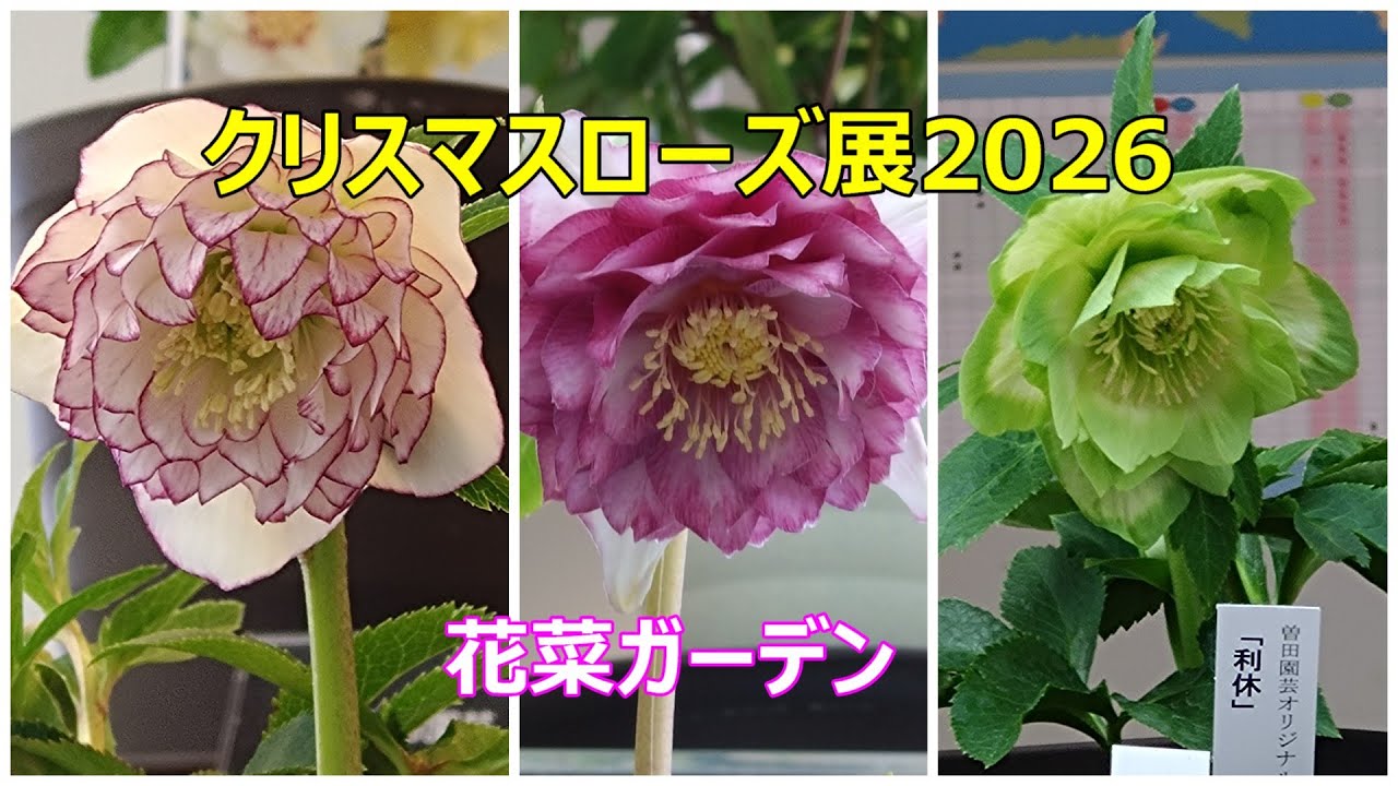 2026クリスマスローズ展 花菜ガーデン 横山園芸 加藤農園 曽田園芸 花