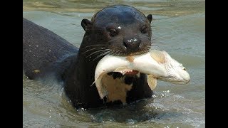 Giant Otters of the Amazon (Nature Documentary)