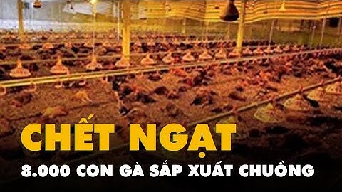 Hơn 8.000 con gà chết ngạt khi còn ít ngày nữa sẽ xuất chuồng