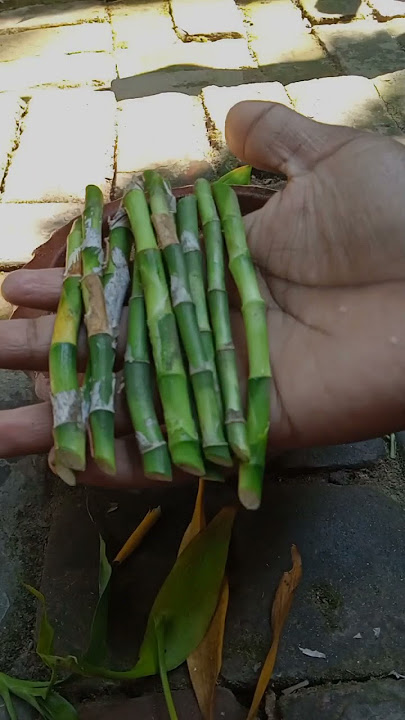 Growing lucky bamboo from stem cutting #shorts