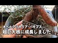 【塊根植物】オペルクリカリア パキプス超巨大根に成長しました!