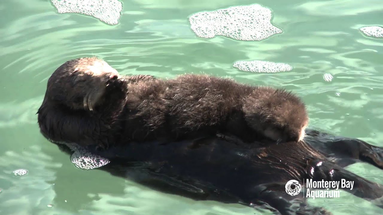 L'amour d'une mère: pour protéger son bébé, la maman loutre flotte