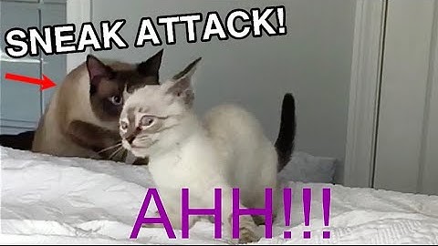 SNEAK ATTACK! | ft. Simon the Siamese Cat and his Kitten Sister Bubbles