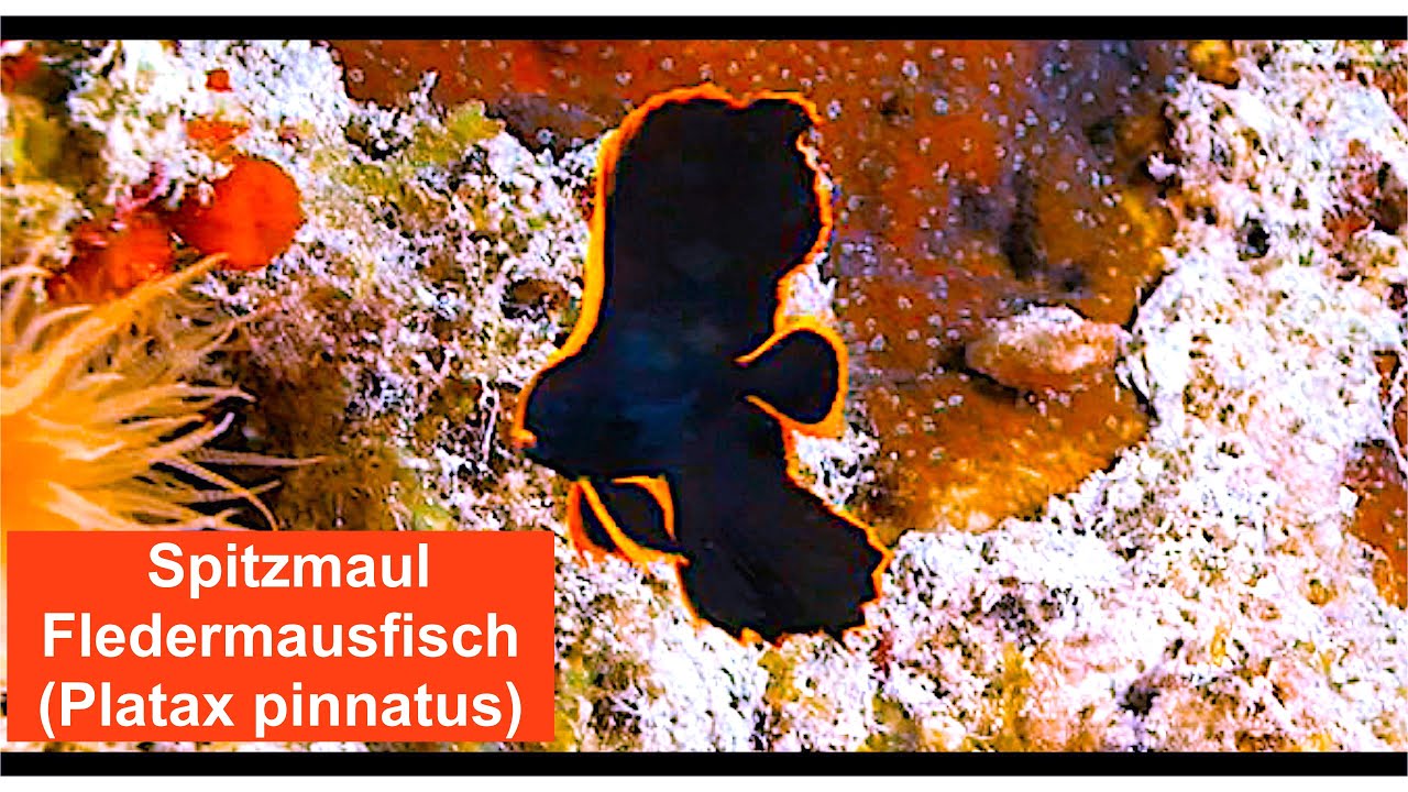 Spitzmaul Fledermausfisch (Platax pinnatus) Jungtier