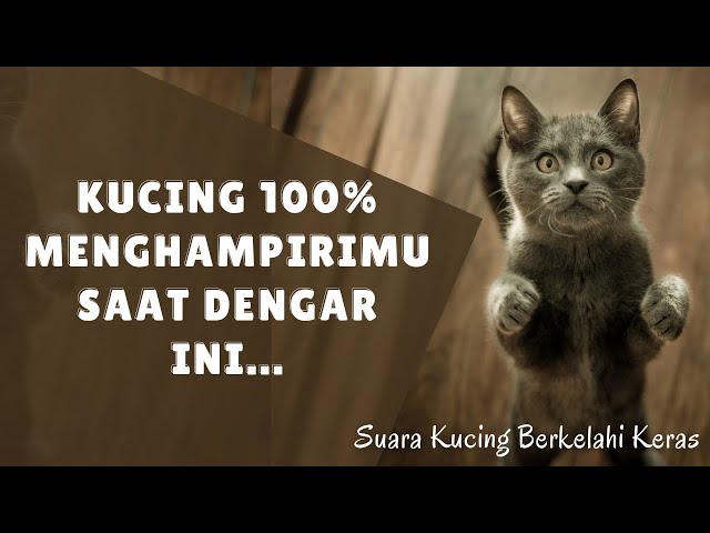 Kucing 100% Menghampirimu Saat Dengar Ini... | Suara Kucing Berkelahi Keras class=