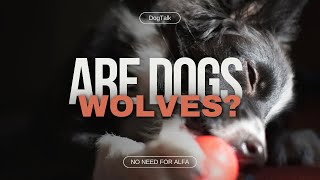 Are dogs wolves? Understanding the Link Between Dogs and Wolves by DogTalk 167 views 3 months ago 2 minutes, 47 seconds