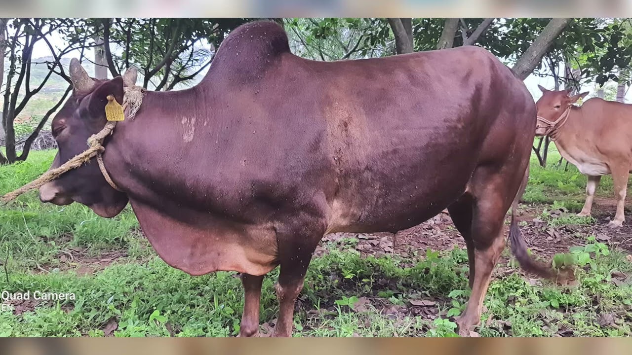 Malnad gidda cow milk is healthy Naveenkumar YouTube