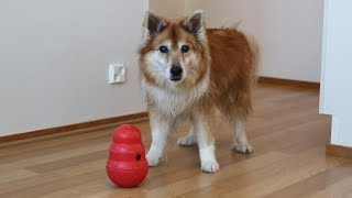 Dog vs. Kong Wobbler | Hötti the Icelandic Sheepdog by Haukkumo 1,041 views 5 years ago 1 minute, 15 seconds