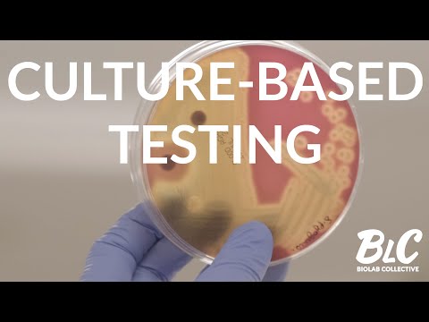 Culture-based testing: isolate and identify pathogens