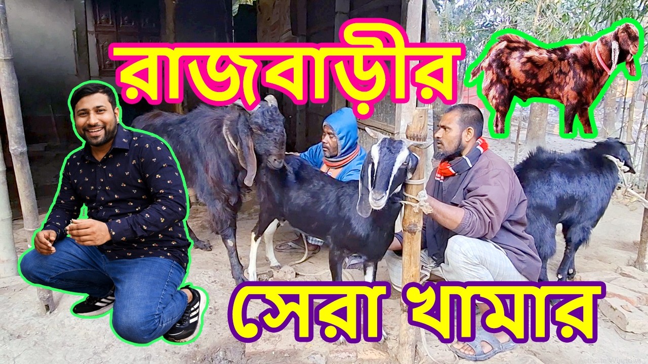 🔥 রাজবাড়ীর সেরা পাঠার খামার 🐐 | মাত্র ২টা থেকে শতাধিক! সফলতার গল্প 🔥 #Travel Two Eye।। Goat farm