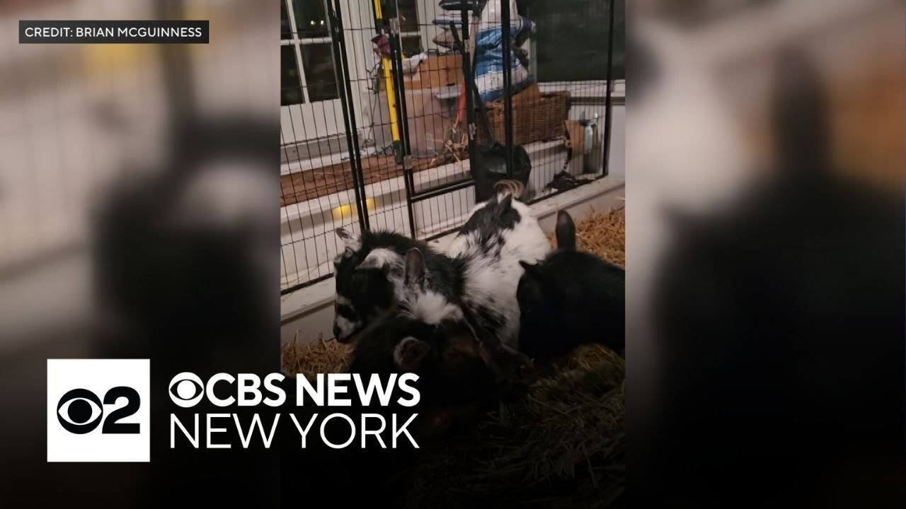 Long Island family welcomes goats into their home during cold weather