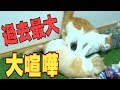 猫たちが過去最大の大喧嘩!一体何が起こったのか…