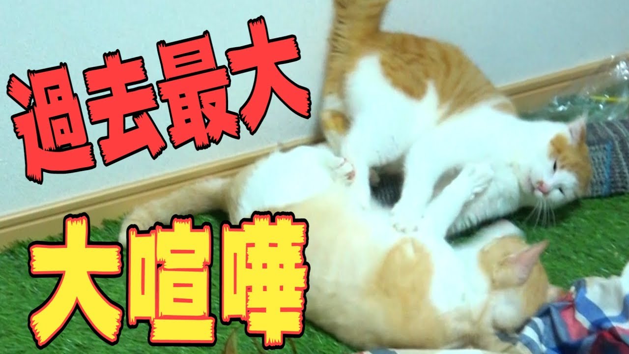 出しすぎちゃった猫 hq720.jpg?sqp=-