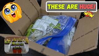 I Ordered HUGE Venus Flytraps From a New Seller… (Will Ratcliff)
