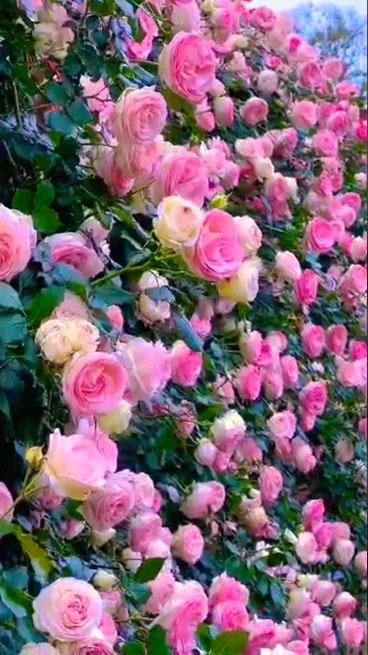 Phool Tumhen Bheja Hai Khat Me 🌹🙏❤👌#status #shortvideo #short #phool #song  #poojasonkar-gv8ly