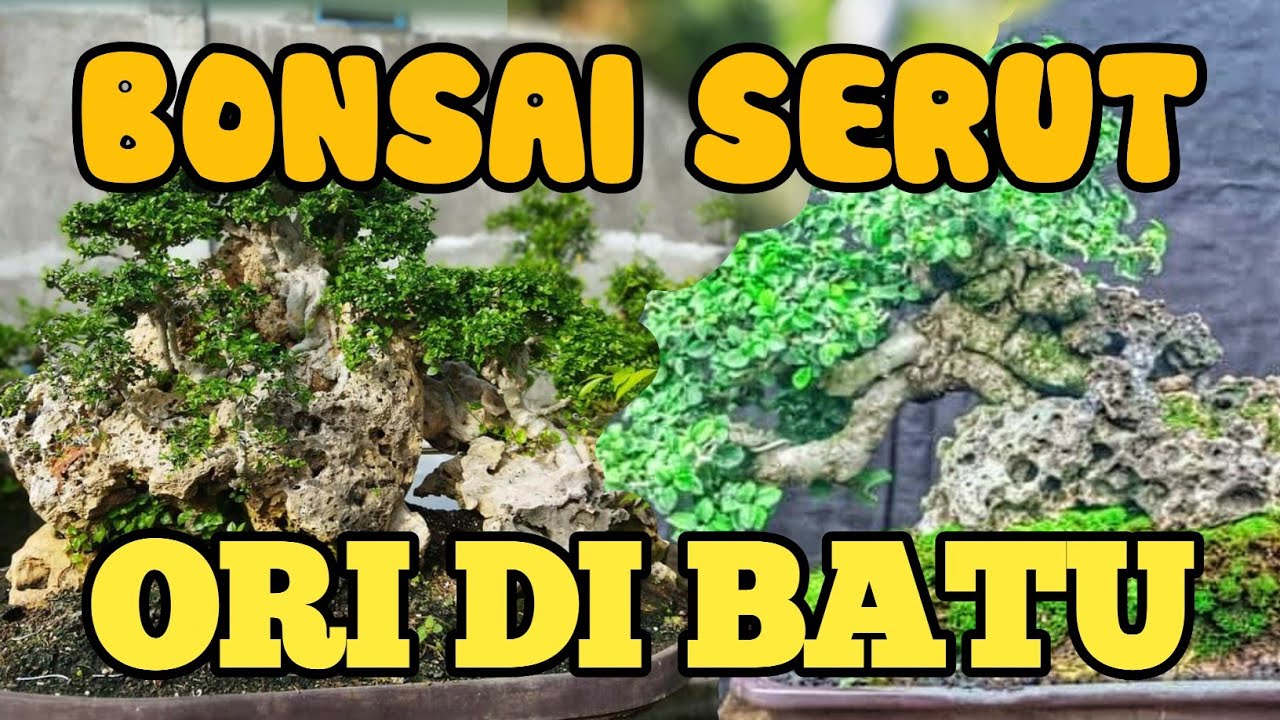 KUMPULAN BONSAI SERUT ON THE ROCK YouTube
