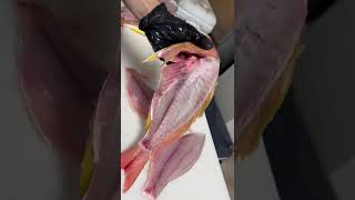 This hated on snapper is actually delicious! Lane Snapper eat shrimp, crab, and other fish. #snapper