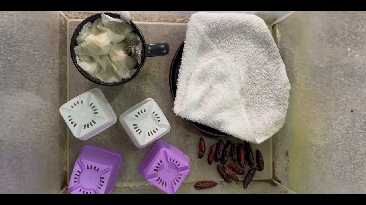 Hornworm Breeding: Manduca Moth Eggs (Step 3) 