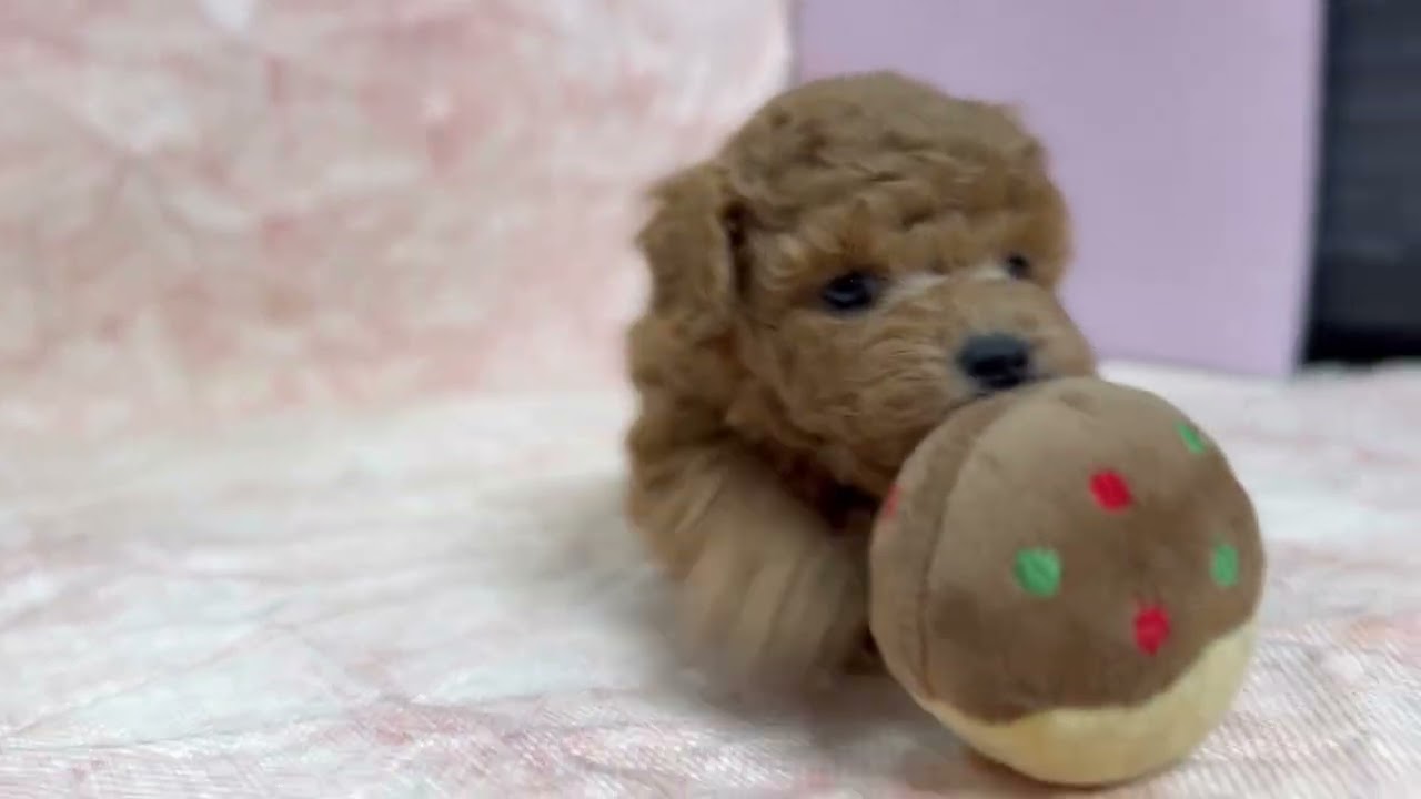 トイプーママ❤️ トイプードル🐶(2025/11/25生) - YouTube