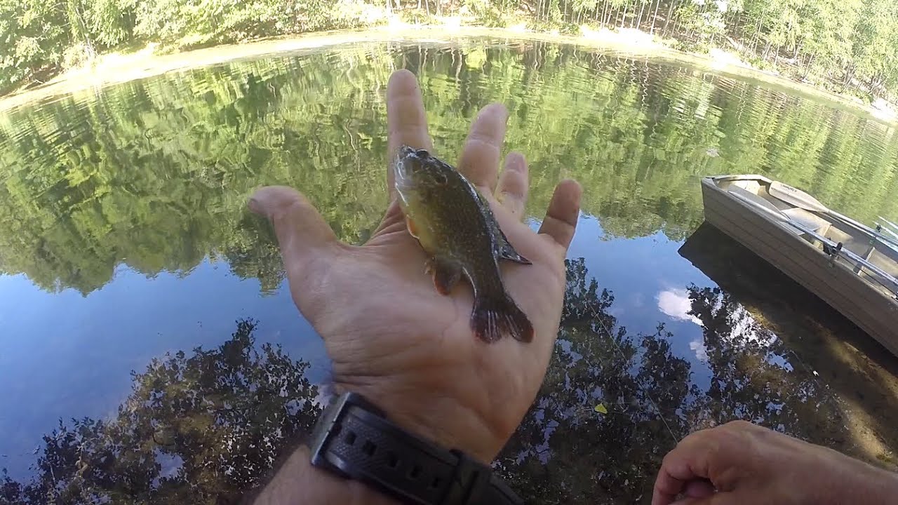 UL SPIN FLY FISHING Pumpkinseed, Bluegill & Green Sunfish Stonefly