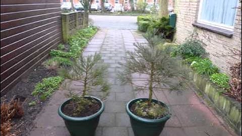 The first nine years of two giant sequoias