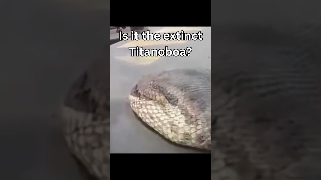 Biggest Anacondas Caught On Camera Shorts