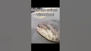 Biggest Anacondas Caught On Camera Shorts 