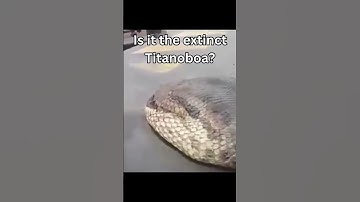 Thumbnail of Biggest Anacondas Caught On Camera 😯#shorts