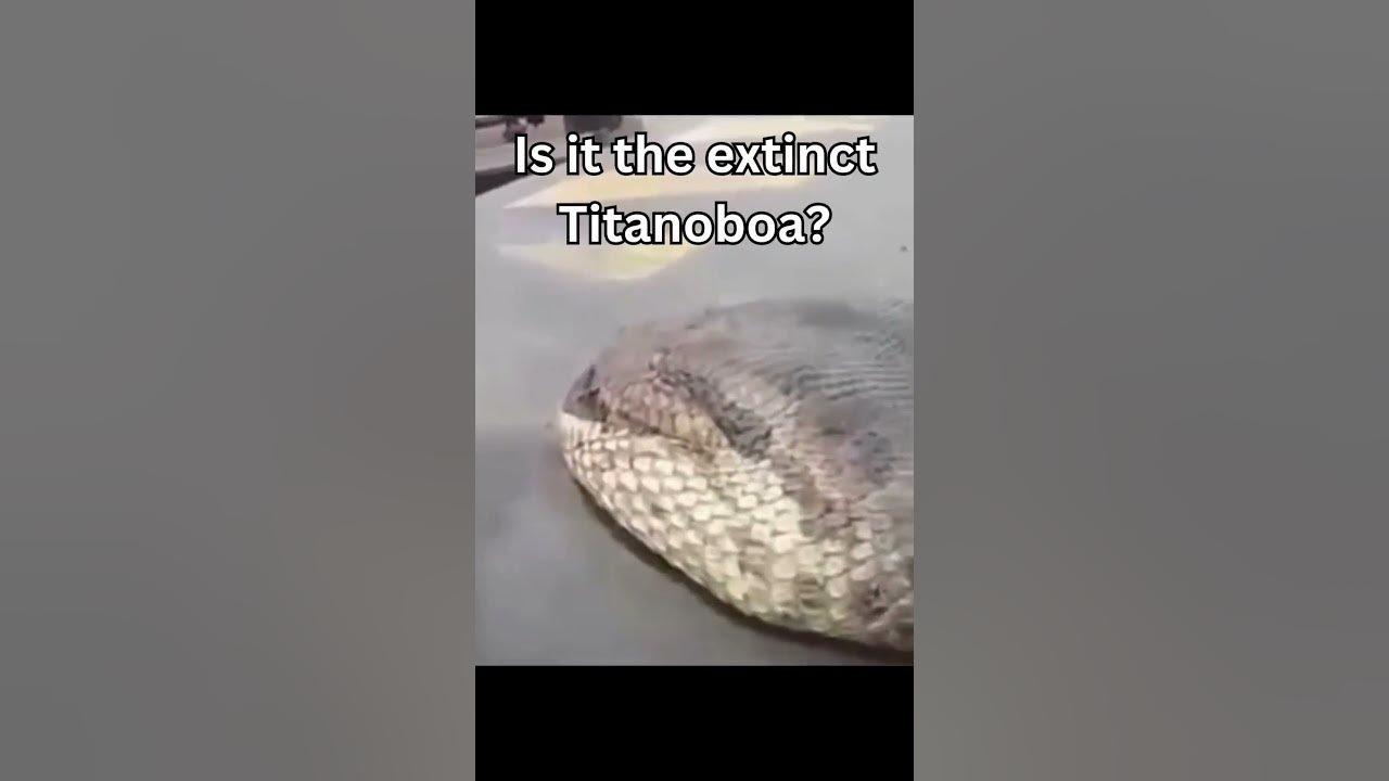 Biggest Anacondas Caught On Camera 😯#shorts