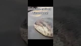 Biggest Anacondas Caught On Camera 😯#shorts screenshot 4