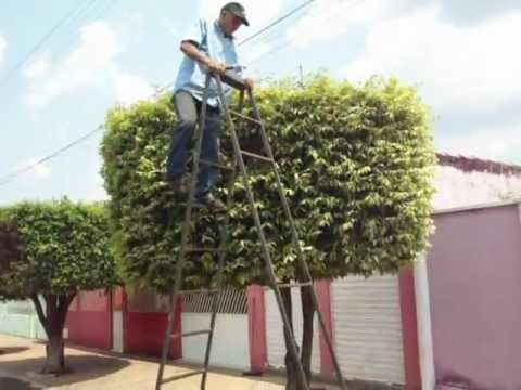 Vídeo: Guia para podar teixos - dicas para cortar teixos na paisagem