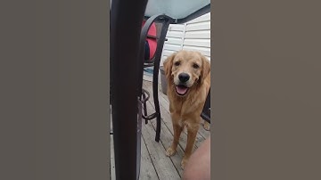 Dog faced by 2 guard cats - can